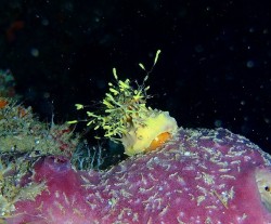 変な帽子のカイカムリ♪ いつまで見られるかな? 変な帽子のカイカムリ♪ いつまで見られるかな?