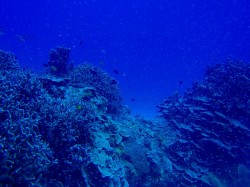 カミグーにスカシテンジクダイが増えてました！