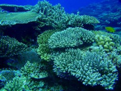 知志はサンゴが元気！
