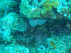 コブシメ ちっちゃ~~い コブシメ ちっちゃ~~い