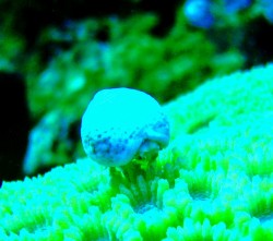 ユキンコボウシガニ