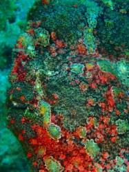 オオモンカエルアンコウ