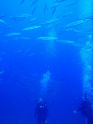 カマスに囲まれる！！