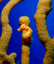 黄色いピグミーシーホース♪