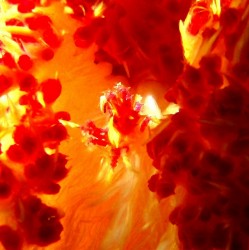 イソコンペイドウガニ