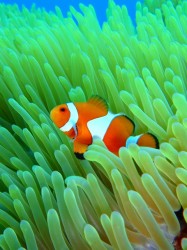 カクレクマノミ