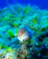 可愛らしいユキンコちゃん