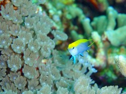 クロスズメダイの幼魚(サンドトライアングル) 慶良間諸島 p7270313