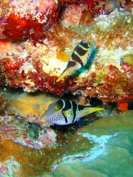 シマキンチャクフグのカップル!(灯台北) 慶良間諸島 p7270321