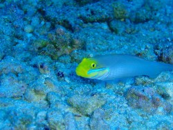 アカハチハゼ　（知志　慶良間諸島）