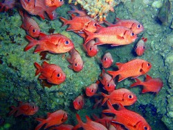 アカマツカサ　（知志　慶良間諸島）