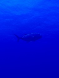 ロウニンアジ!! ロウニンアジ!!