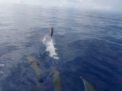 ジャーンプ ジャーンプ