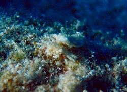 カイカムリの仲間 カイカムリの仲間