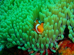 カクレクマノミ カクレクマノミ