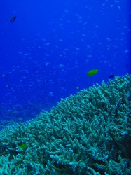 野崎のサンゴはとっても綺麗♪