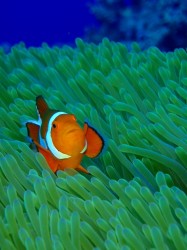 カクレクマノミ