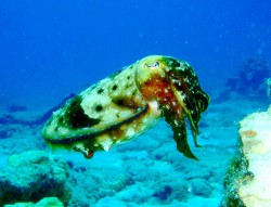 ふと見るとコブシメ発見！！