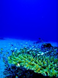 サンゴとデバスズメダイ