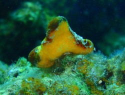 三角帽子のナイスガイ！？　カイカムリの仲間