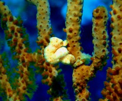 タートルリーフのアイドル♪　今日はキュッとしていました！！