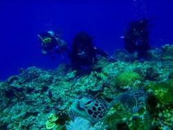 慶良間ダイビング 慶良間ダイビング