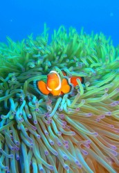 カクレちゃ～ん