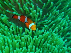 ダイバーのアイドル(カクレクマノミ) ダイバーのアイドル(カクレクマノミ)