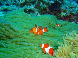 カクレちゃん カクレちゃん