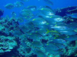 ノコギリの集い