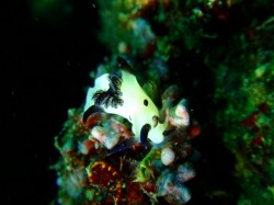 新種発見？　パンダウミウシの変異？