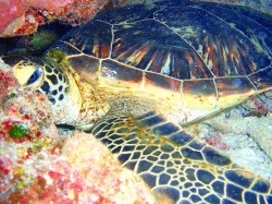 黒島南でカメに遭遇！　（慶良間諸島）
