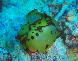 チギレフシエラガイ