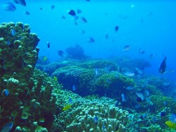 長浜のサンゴは綺麗！！