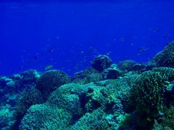 アンジェラー口