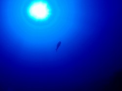 ロウニンアジと太陽