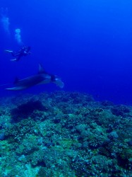 下曽根　マンタ！！