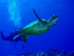 ウミガメ ウミガメ