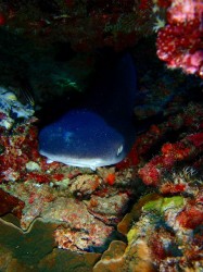 ホワイトチップことネムリブカ