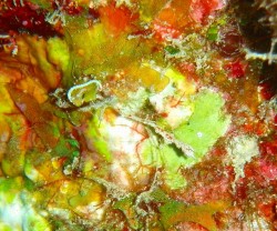 ピグミーシードラゴン