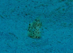 和名はあるのかな？