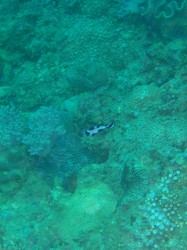 マダラタルミの赤ちゃん マダラタルミの赤ちゃん