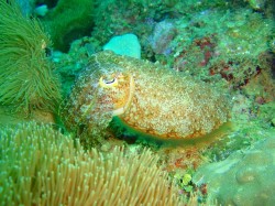 コブシメ コブシメ