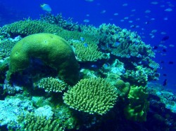 慶良間の海はこんなに綺麗！