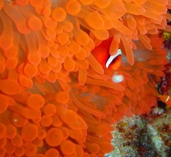 真っ赤なハマクマノミ～