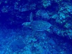 スノーケルでカメ発見！盛り上がりますよー