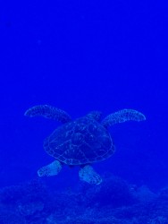 慶良間体験ダイビング～カメ～