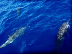 バンドウイルカ バンドウイルカ