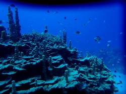 慶良間のサンゴ 慶良間のサンゴ