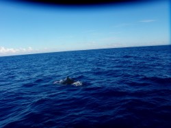 オキゴンドウ オキゴンドウ